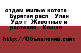 отдам милые котята. - Бурятия респ., Улан-Удэ г. Животные и растения » Кошки   